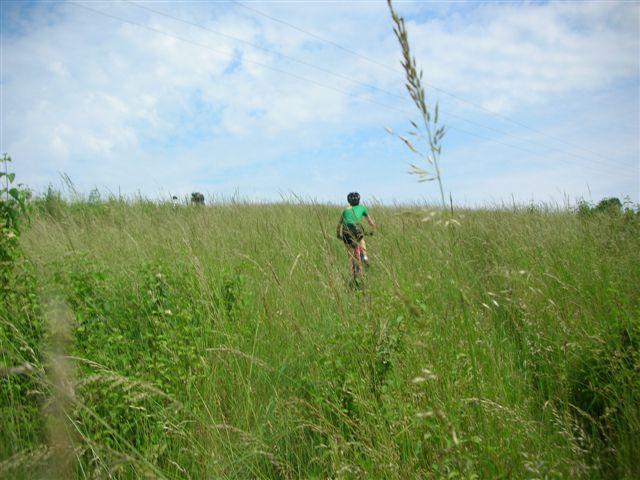 Wiese III
