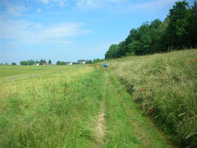 Wiese V