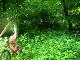 Natur