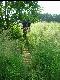 Tonis Trail