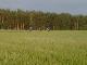 Wiese I
