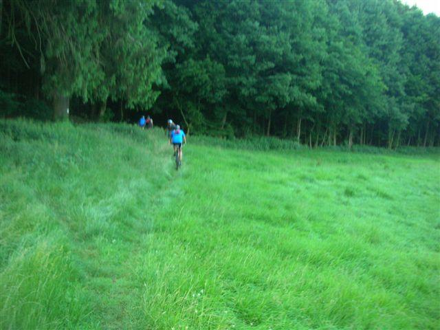 Wiese