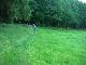 Wiese