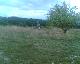 Wiese
