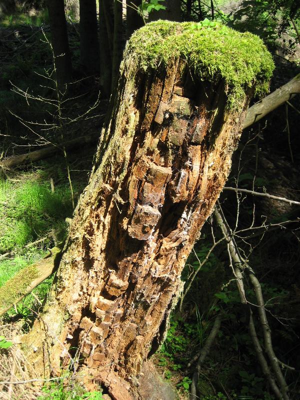 Restbaum