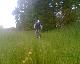 Wiese II