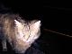 glckliche Katze