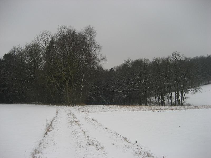 vor dem Wald