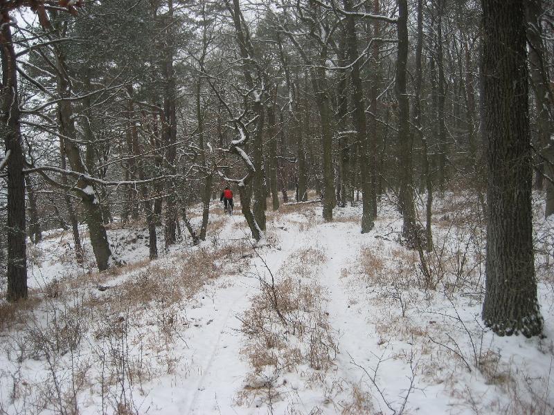 im Wald