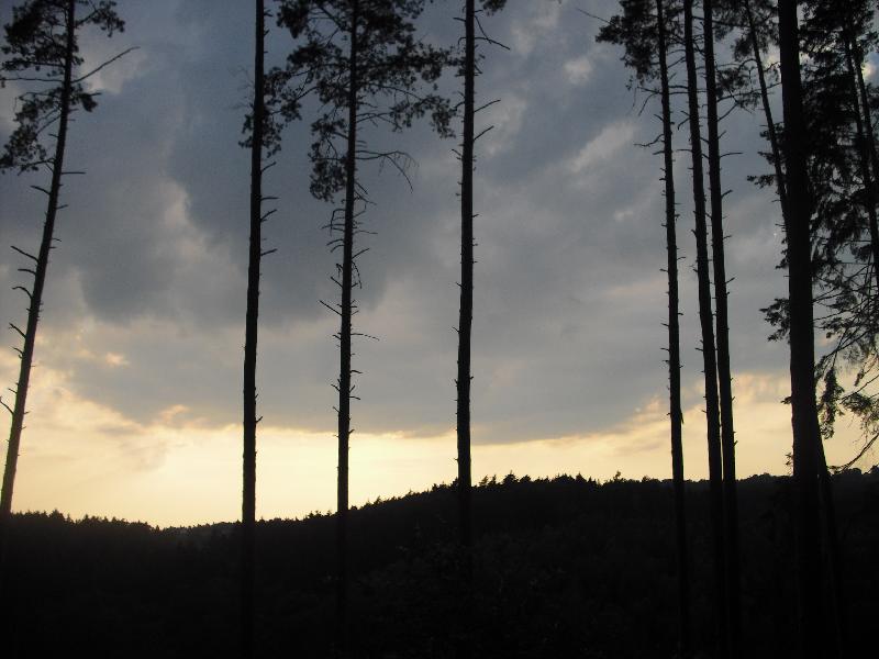 Baum und Himmel