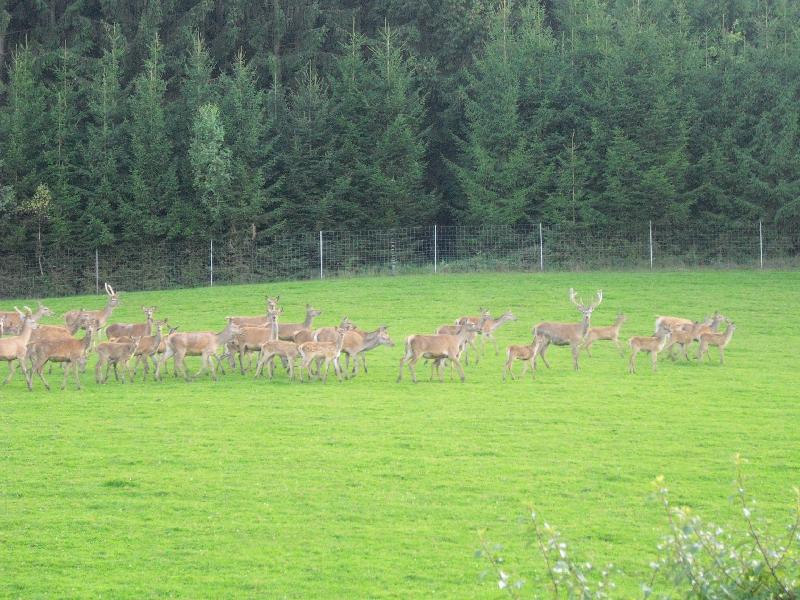 Rehe