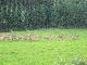 Rehe