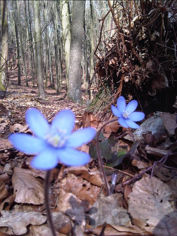 Waldblumen