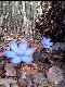 Waldblumen