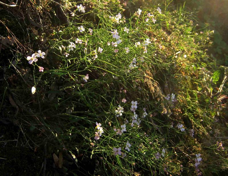 Blumen
