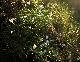 Blumen