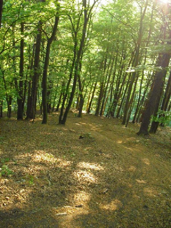 Wald