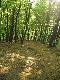 Wald