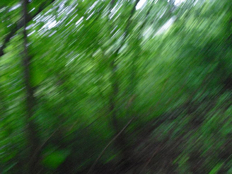 Baumtunnel IV