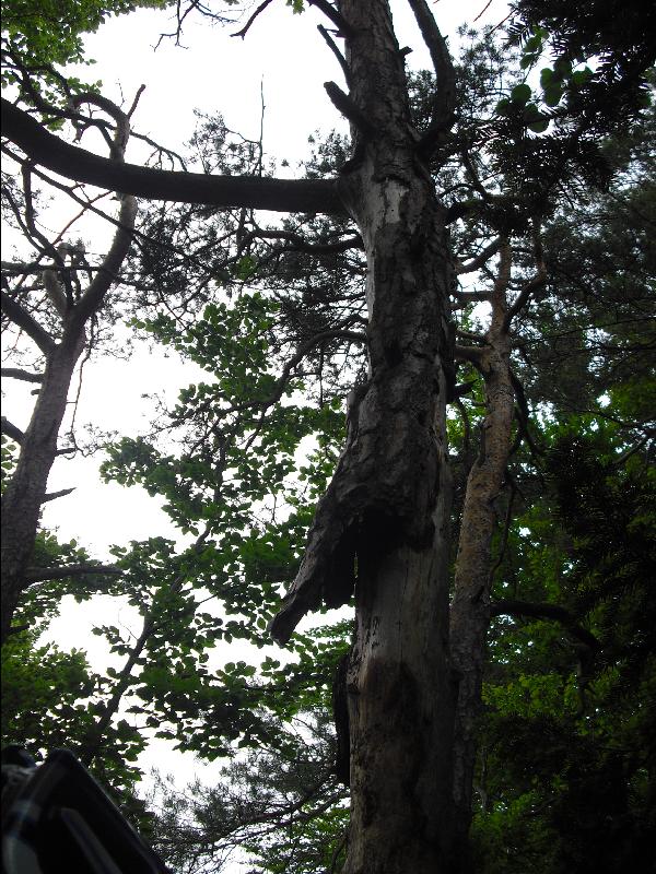 Morschbaum