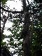 Morschbaum