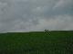 Aufsteiger