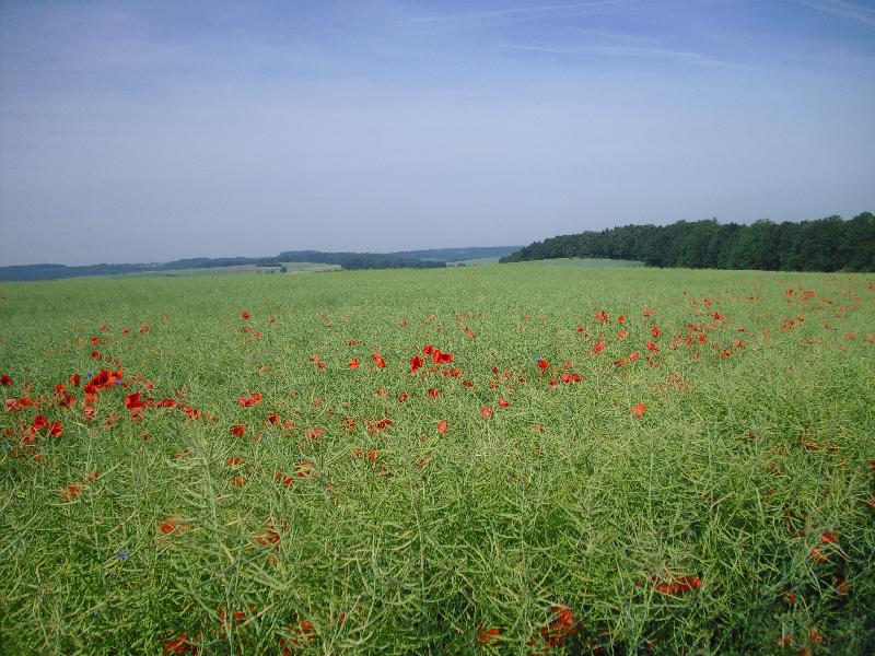 Mohn