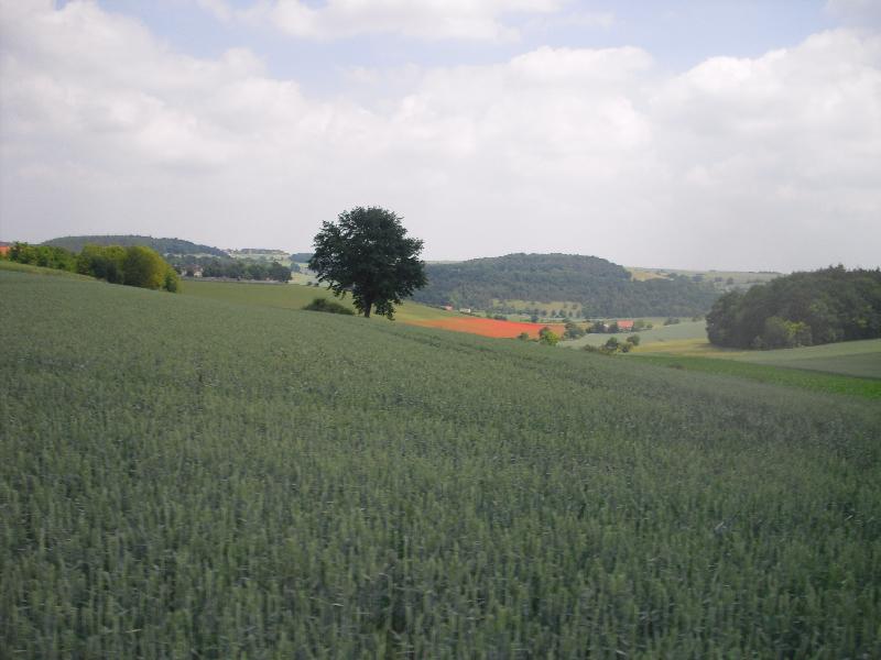 Mohn