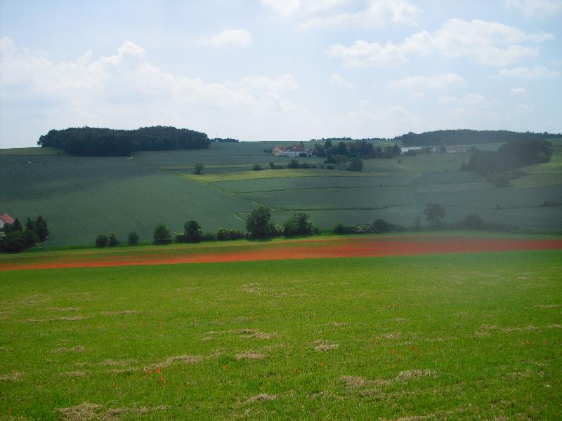 Mohn nochmal