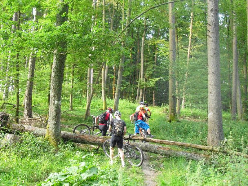 Tragen