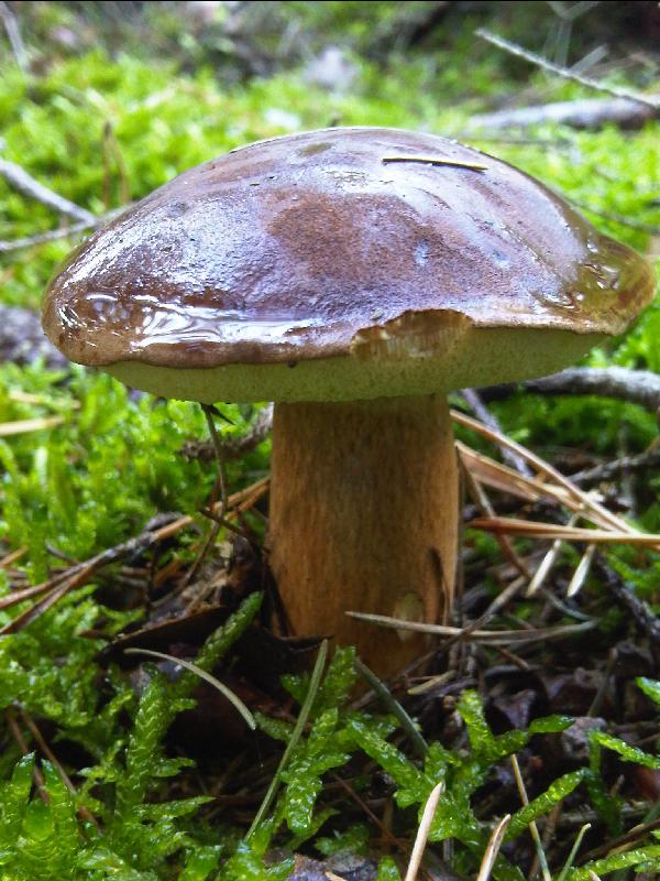 Pilz!