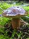 Pilz!