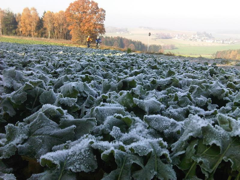 Frost