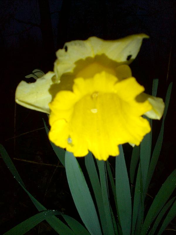 Blumen III