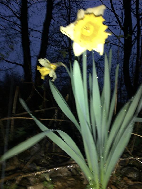 Blumen IV