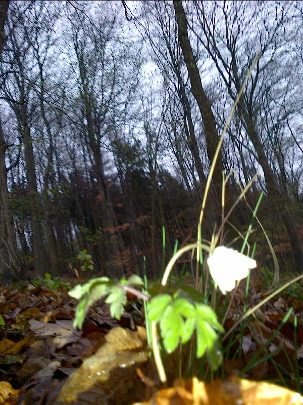 Blumen I