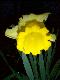 Blumen III
