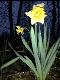 Blumen IV