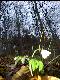 Blumen I