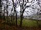 Regen