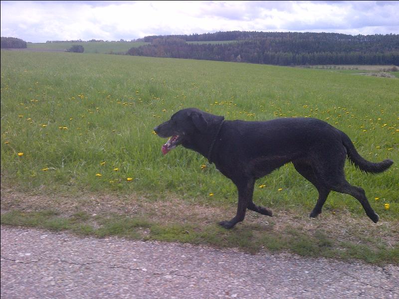 Flughund
