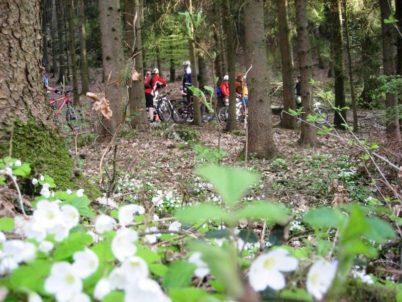 Frhlingserwachen