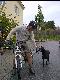 freundlicher Hund