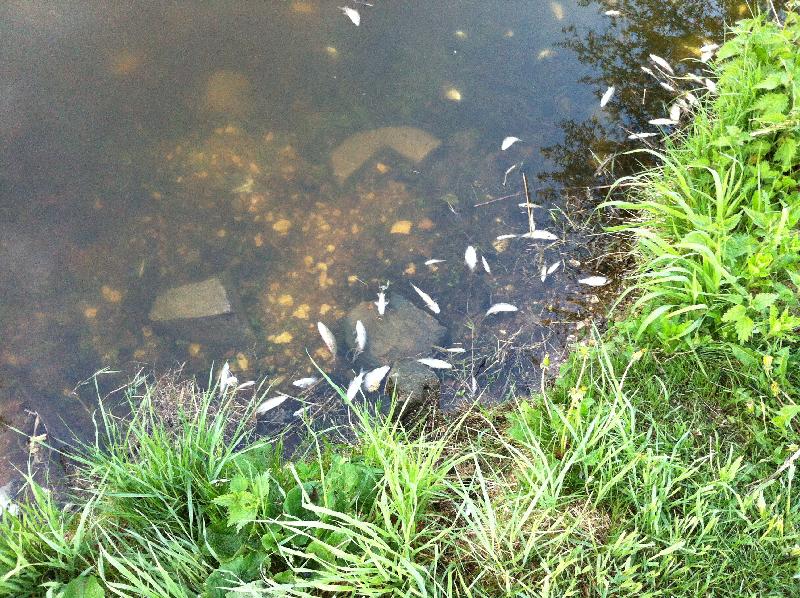Fischsterben vor dem pieseln in den Teich