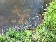 Fischsterben vor dem pieseln in den Teich