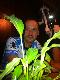 durch die Blume