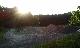 Sonne