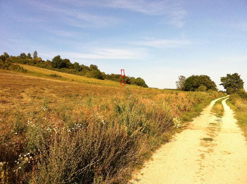 Pimpern im Feld