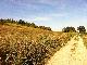 Pimpern im Feld