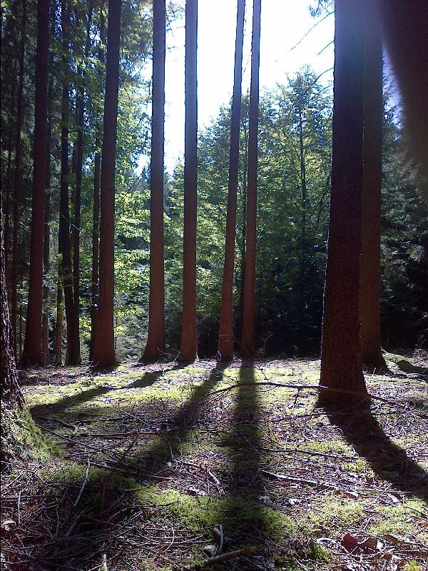 Natur I
